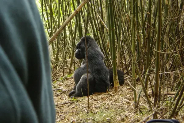 8-days-uganda-apes-and-forests-safari