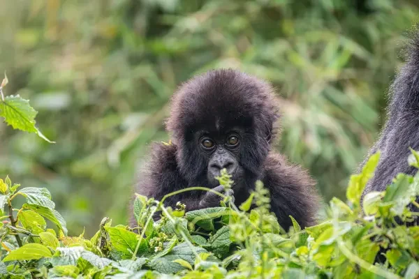 8-days-uganda-chimps-and-gorilla-safari