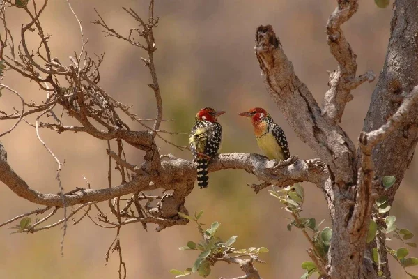 9-days-tanzania-birding-safaris (2)