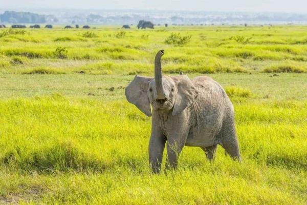 9-days-uganda-great-adventure-safari (1)