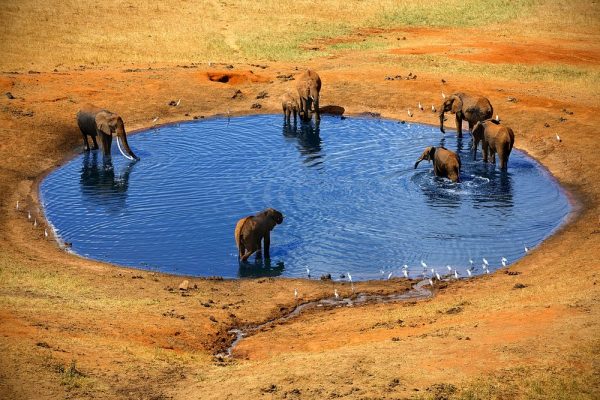 Tsavo East National Park elephants in watering hole