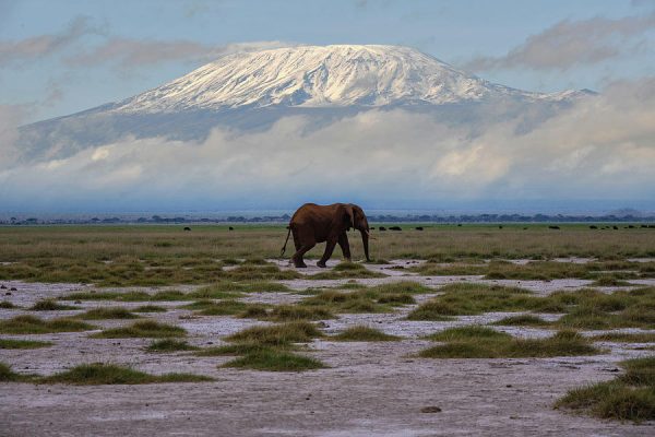 elephant-roaming-in-amboseli-national-park-with-mount-kilimanjaro-in-background-matthew-starling