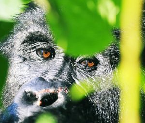 uganda apes
