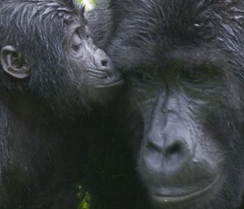 uganda chimps